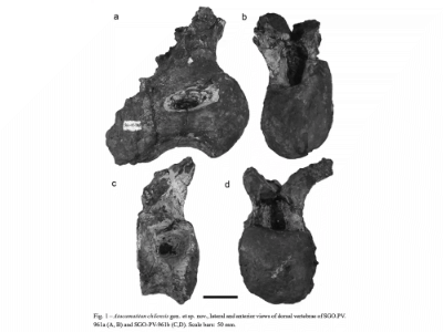 Wirbelknochen des Atacamatitan / Kellner et al