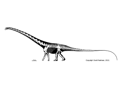 Barosaurus / © Scott Hartman. Verwendet mit freundlicher Genehmigung des Autors.