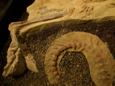 Mumie des Brachylophosaurus Leonardo / etee. Creative Commons NonCommercial 2.0 Generic (CC BY-NC 2.0)