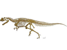 Skelett des Ceratosaurus / © Mineo Shiraishi. Verwendet mit freundlicher Genehmigung des Autors