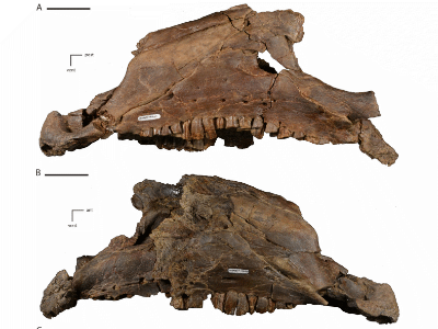 Fossilien des Dakotadon / Boyd et al. Creative Commons 4.0 International (CC BY 4.0)