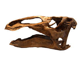 Schädel des Edmontosaurus / Kabacchi, bearbeitet durch Dinodata.de. Creative Commons 2.0 Generic (CC BY 2.0)