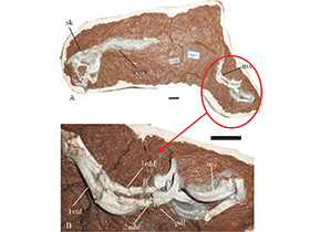 Holotypl des Huanansaurus / Lü et al. Creative Commons 4.0 International (CC BY 4.0)