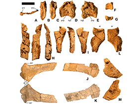 Fossilien des Martharaptor / Senter et al. Creative Commons 4.0 International (CC BY 4.0)