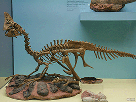 Skelett des Oviraptor / © Georg Sander 
. Creative Commons 2.0 Generic (CC BY-NC 2.0)