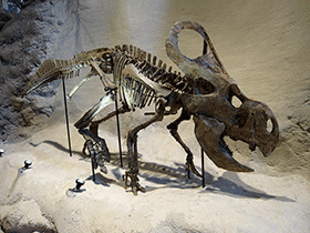 Skelett des Protoceratops / Karen. Creative Commons 4.0 International (CC BY 4.0)