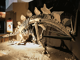 Skelett des Stegosaurus / © Kabacchi . Creative Commons 2.0 Generic (CC BY 2.0)