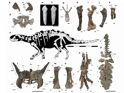 Fossilien © Soto-Acuña et al. Creative Commons 4.0 International (CC BY 4.0)
