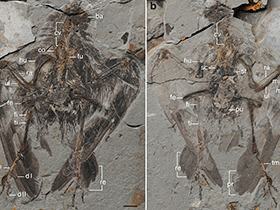 Holotyp des Archaeornithura / Wang et al. Creative Commons 4.0 International (CC BY 4.0)