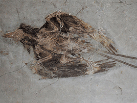 Fossil des Confuciusornis / paleo_bear, bearbeitet durch Dinodata.de. Creative Commons 2.0 Generic (CC BY 2.0)
