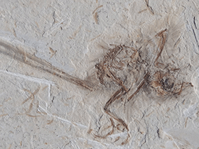 Fossil des Cratoavis / Carvalho et al. Creative Commons 4.0 International (CC BY 4.0)