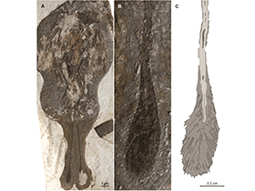 Fossil des Dapingfangornis / O’Connor et al. 
Creative Commons 3.0 Unported (CC BY 3.0)