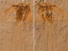 Holotyp des Junornis / Liu et al. Creative Commons 4.0 International (CC BY 4.0)