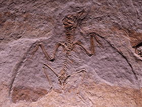 Fossil des Liaoxiornis / il_gatto_nero. Creative Commons NonCommercial 2.0 Generic (CC BY-NC 2.0)