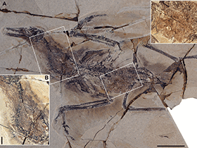 Fossil des Yanornis / Zheng et al. Creative Commons 4.0 International (CC BY 4.0)
