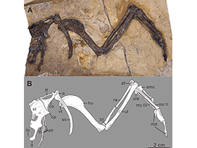Fossil des Yumenornis / Wang et al. Creative Commons 4.0 International (CC BY 4.0)