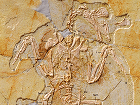 Fossil (BMNHC Ph 756)
 / Zhang et al. Creative Commons 4.0 International (CC BY 4.0)