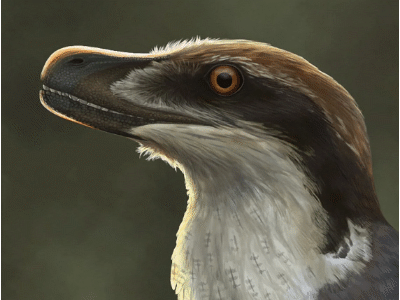 Acheroraptor / © Emily Willoughby. Verwendet mit freundlicher Genehmigung der Autorin.