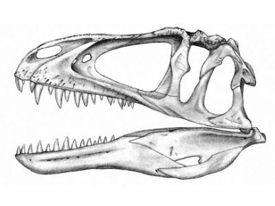 Acrocanthosaurus / © Michael Hanson. Verwendet mit freundlicher Genehmigung des Autors.