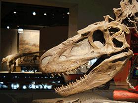 Schädel des Daspletosaurus. / Dallas Krentzel. Creative Commons 2.0 Generic (CC BY 2.0)