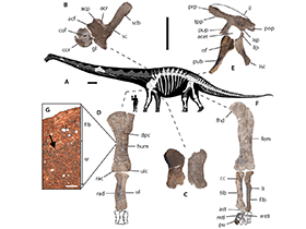 Fossilien des Dreadnoughtus / Lacovara et al. Creative Commons NonCommercial-ShareAlike 4.0 International (CC BY-NC-SA 4.0)