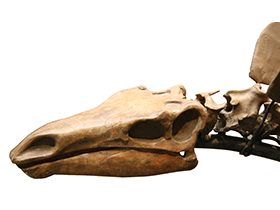 Schädel des Kentrosaurus / © Uwe Jelting. Creative Commons 4.0 International (CC BY 4.0)