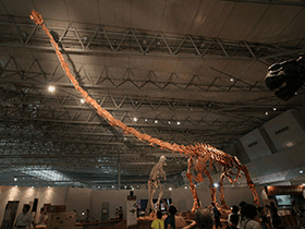 Skelett des Mamenchisaurus / Kabacchi. Creative Commons 2.0 Generic (CC BY 2.0)