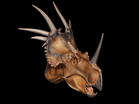 Styracosaurus / © Davide Bonadonna. Verwendet mit freundlicher Genehmigung des Autors.