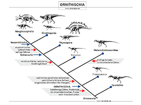 Ornithischia Schautafel / 
© Dinodata.de