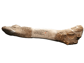 Schienbein eines Allosauriers  / © Uwe Jelting. Creative Commons 4.0 International (CC BY 4.0)