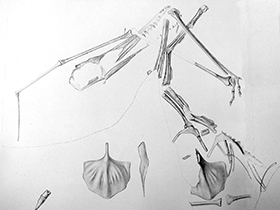 Fossilzeichnung des Ardeadactylus. Bild ist gemeinfrei (Public domain)