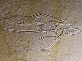 Fossil des Bellubrunnus / Hone et.al. Creative Commons 4.0 International (CC BY 4.0)