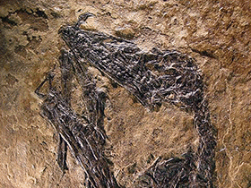 Holotyp des Bergamodactylus / Alexander Kellner. Creative Commons NonCommercial International 4.0 (CC BY-NC 4.0)