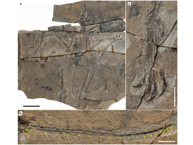 Fossil des Douzhanopterus / Wang et al. Creative Commons 4.0 International (CC BY 4.0)