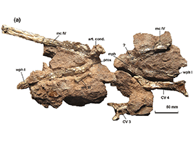 Fossil des Eurazhdarcho
 / Vremir et.al. Creative Commons 4.0 International (CC BY 4.0)