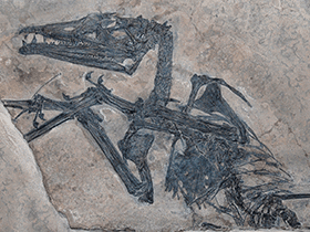 Fossil des Eudimorphodon / the_paleobear. Creative Commons 2.0 Generic (CC BY 2.0)
