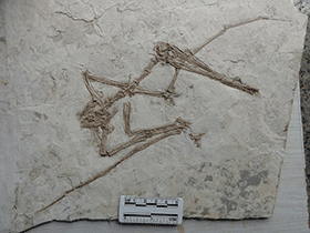 Fossil des Gladocephaloideus
 / Lü et al. Creative Commons 4.0 International (CC BY 4.0)