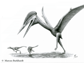 Hatzegopteryx / © Marcus Burkhardt. Verwendet mit freundlicher Genehmigung des Autors.