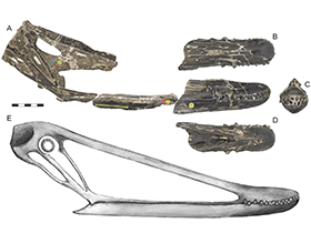 Schädel des Istiodactylus / Mark Witton. Creative Commons 4.0 International (CC BY 4.0)