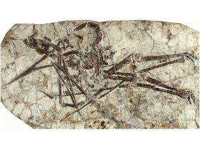 Fossil des Jidapterus / Wu et al. Creative Commons 4.0 International (CC BY 4.0)