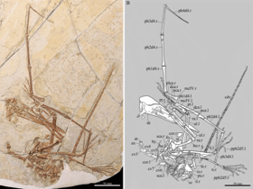 Fossil des Kunpengopters / Cheng et al. Creative Commons 4.0 International (CC BY 4.0)