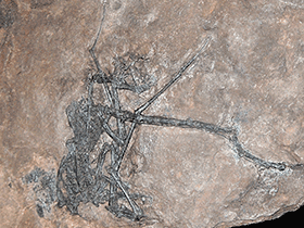 Fossil des Peteinosaurus /
 paleo_baer. Creative Commons 2.0 Generic (CC BY 2.0)