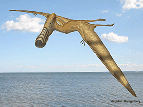 Plataleorhynchus
 / Peter Montgomery. Creative Commons NonCommercial-ShareAlike 2.0 Generic (CC BY-NC-SA 2.0)