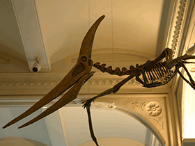 Pteranodon
 © Ryan Somma. Creative Commons ShareAlike 2.0 Generic (CC BY-SA 2.0)