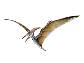 Pteranodon / 
© Bruno Hernandez. Verwendet mit freundlicher Genehmigung des Autors