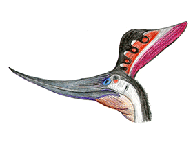 Pteranodon / © Martin F. Chavez. Verwendet mit freundlicher Genehmigung des Autors.