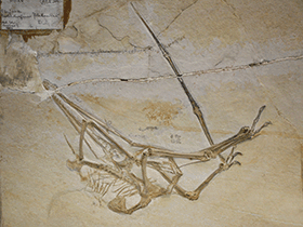 Fossil des Pterodactylus / © Uwe Jelting. Creative Commons 4.0 International (CC BY 4.0)