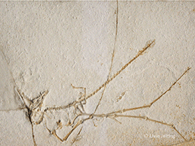 Rhamphorhynchus longicaudus / © Uwe Jelting. Creative Commons 4.0 International (CC BY 4.0)