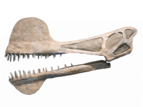 Tropeognathus / Tim Evanson. Creative Commons ShareAlike 2.0 Generic (CC BY-SA 2.0)