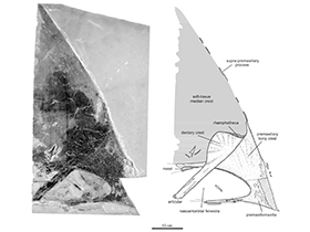 Fossil des Tupandactylus / Pinheiro et al. Creative Commons 4.0 International (CC BY 4.0)